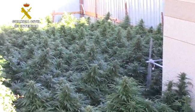 Descubren medio millar de plantas de cannabis en Cuenca
