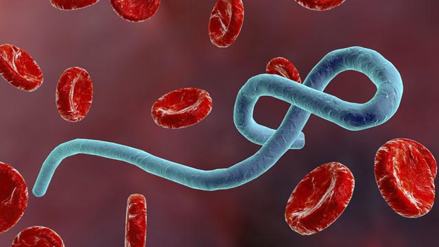 El ébola ataca en el Congo