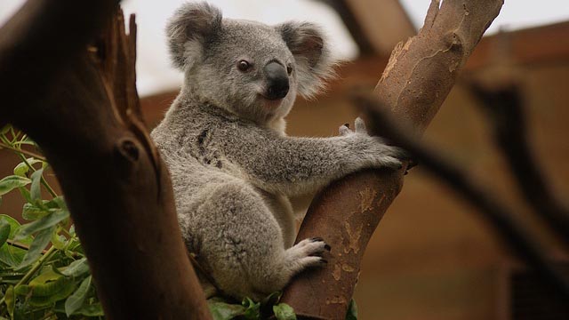 La perra que salvó a un koala