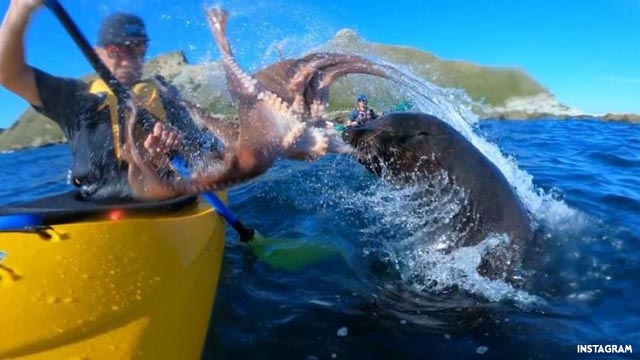 Una foca golpea a un ser humano con un pulpo