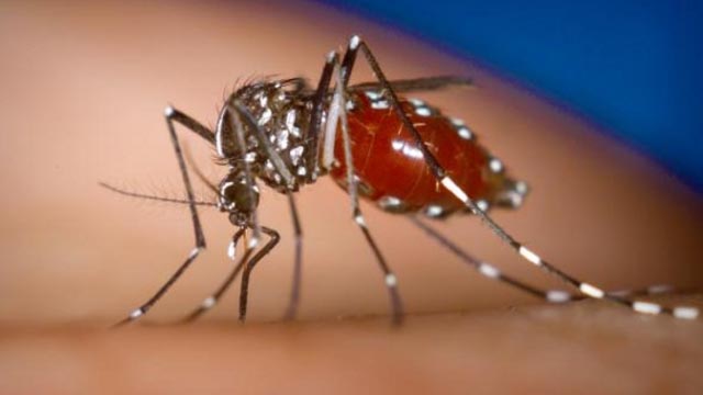 Constatan la existencia de dengue en Cataluña