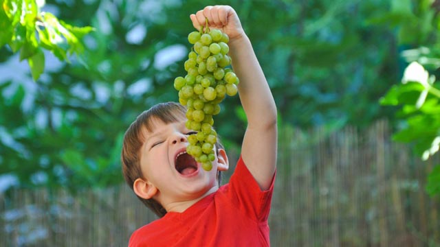 Los otorrinos alertan del peligro de dar uvas de Nochevieja a niños menores de cinco años