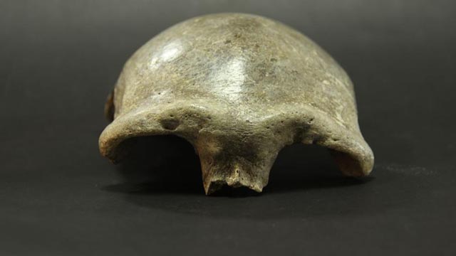 Por fin se resuelve el secreto del cráneo del Mongolanthropus