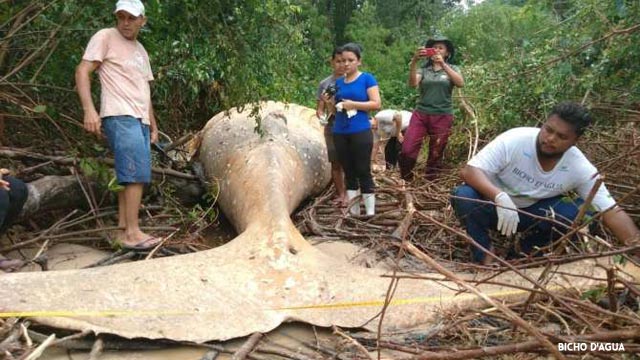 Qué hace el cadáver de una ballena en plena selva del Amazonas