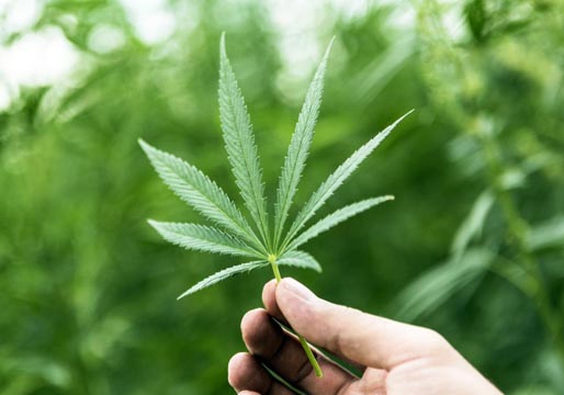 Nueva Zelanda votará si legaliza el cannabis