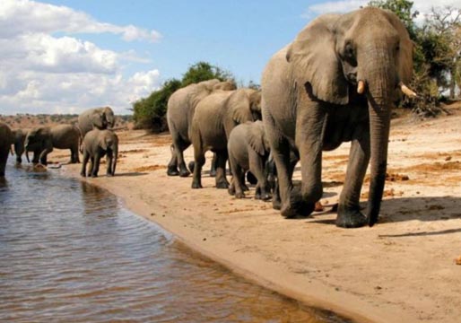 Ya pueden volver a cazar elefantes en Bostwana
