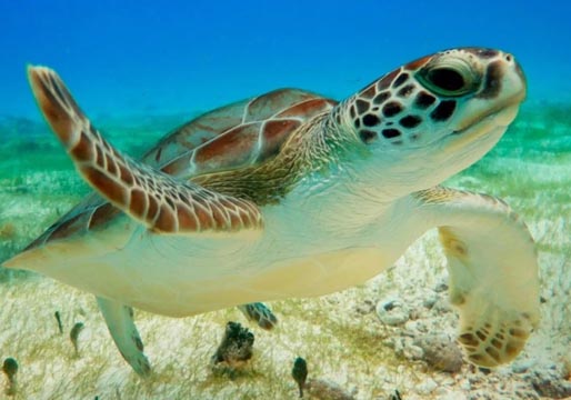 El hongo que mata a las tortugas marinas