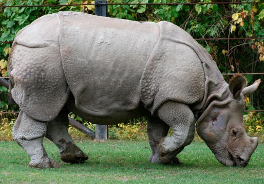 Los rinocerontes unicornio, en peligro