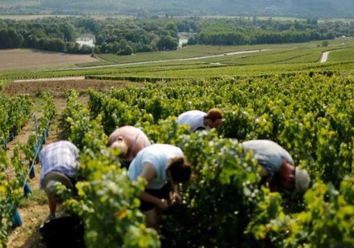 Esclavos búlgaros trabajando en viñedos franceses