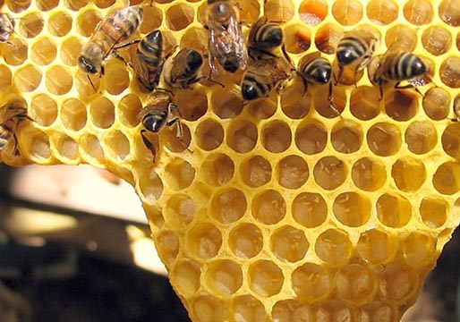 Israel produce miel sin abejas