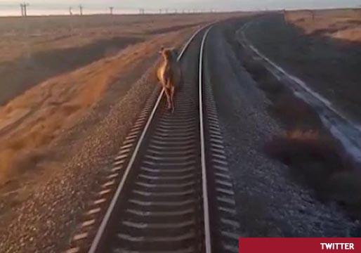 Un camello no se sale de la vía por la que circulaba y hace retrasarse a un tren durante dos horas