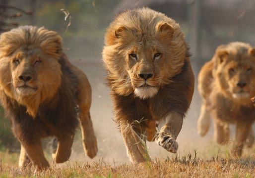 La película más peligrosa de la historia: casi 100 personas atacadas por leones