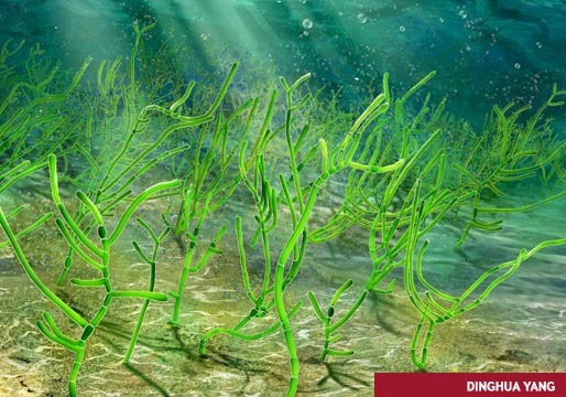 Las algas de más de 1.000 millones de años