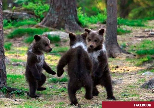 Tres crías de oso se ponen a bailar en círculo en Finlandia