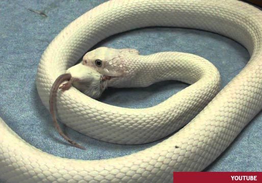Un zoo oferta poner el nombre de tu ex a una rata y dársela de comer a una serpiente