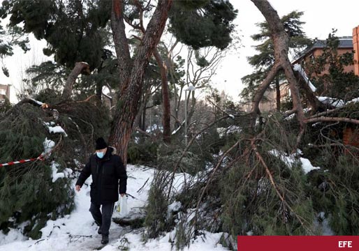 El desolador paisaje de la destrucción de un tercio de los árboles de Madrid