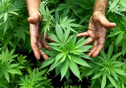 Unidas Podemos presenta una ley para despenalizar el uso del cannabis