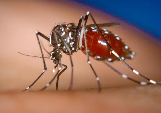 No se descartan casos de dengue en Ibiza entre mayo y noviembre