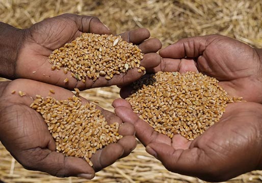El acuerdo de exportación de grano se prorroga dos meses